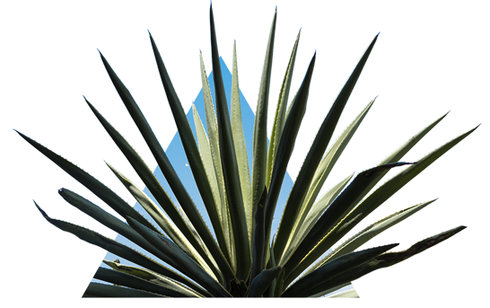 Premium Blanco Tequila