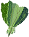 Kale