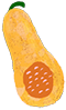 Butternut Squash